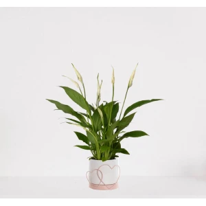 Spathiphyllum in sierpot Addit Hearts Roze - witte kamerplant - luchtzuiverende lepelplant - ↕35-50cm - ⌀13 - geleverd met plantenpot - vers uit de kwekerij