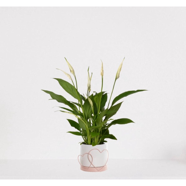 Spathiphyllum in sierpot Addit Hearts Roze - witte kamerplant - luchtzuiverende lepelplant - ↕35-50cm - ⌀13 - geleverd met plantenpot - vers uit de kwekerij