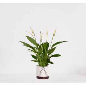 Spathiphyllum in sierpot Addit Tree Bordeaux Rood - witte kamerplant - luchtzuiverende lepelplant - 35-50cm - ⌀13 - geleverd met plantenpot - vers uit de kwekerij