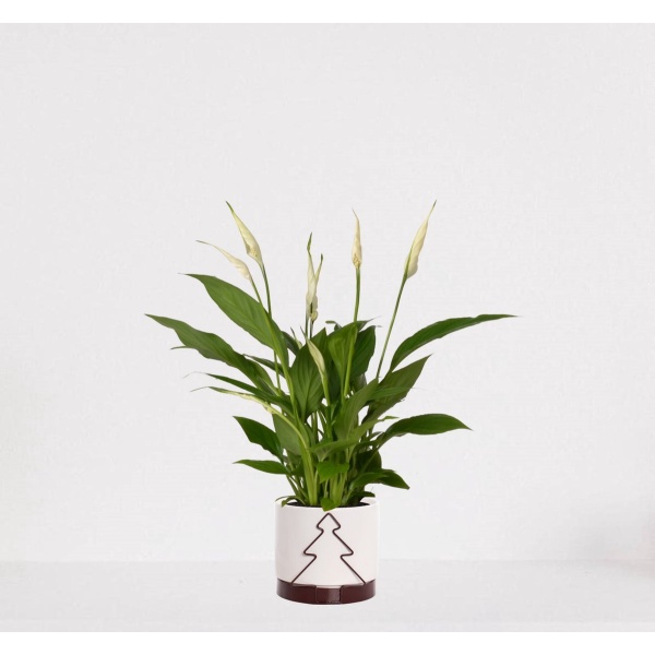 Spathiphyllum in sierpot Addit Tree Bordeaux Rood - witte kamerplant - luchtzuiverende lepelplant - 35-50cm - ⌀13 - geleverd met plantenpot - vers uit de kwekerij