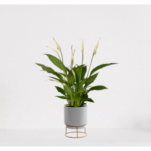 Spathiphyllum in sierpot Emma Grijs - witte kamerplant - luchtzuiverende lepelplant - ↕35-50cm - ⌀13 - geleverd met plantenpot - vers uit de kwekerij