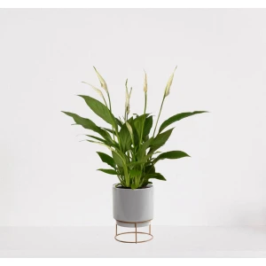 Spathiphyllum in sierpot Emma Grijs - witte kamerplant - luchtzuiverende lepelplant - ↕35-50cm - ⌀13 - geleverd met plantenpot - vers uit de kwekerij