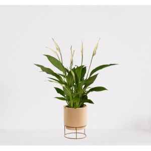 Spathiphyllum in sierpot Emma Vanille - witte kamerplant - luchtzuiverende lepelplant - ↕35-50cm - ⌀13 - geleverd met plantenpot - vers uit de kwekerij