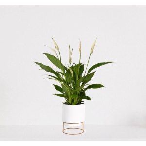 Spathiphyllum in sierpot Emma Wit - witte kamerplant - luchtzuiverende lepelplant - ↕35-50cm - ⌀13 - geleverd met plantenpot - vers uit de kwekerij