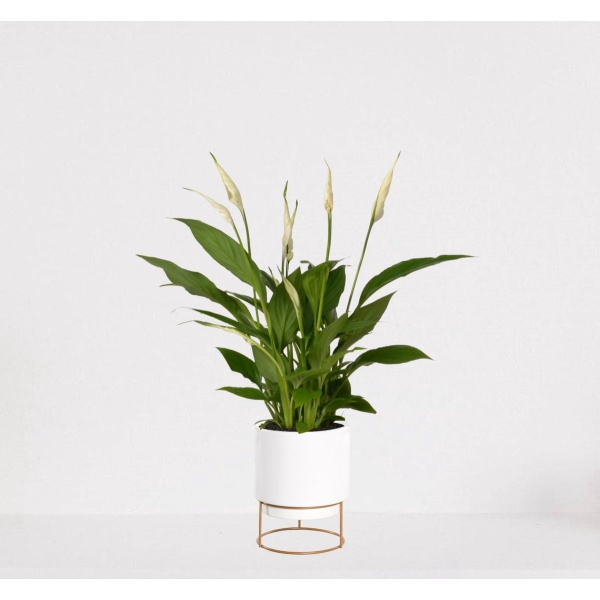 Spathiphyllum in sierpot Emma Wit - witte kamerplant - luchtzuiverende lepelplant - ↕35-50cm - ⌀13 - geleverd met plantenpot - vers uit de kwekerij