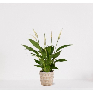 Spathiphyllum in sierpot Feline - witte kamerplant - luchtzuiverende lepelplant - 35-50cm - ⌀13 - geleverd met plantenpot - vers uit de kwekerije