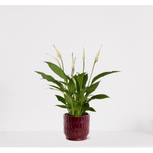 Spathiphyllum in sierpot Jacky Bordeaux Rood - witte kamerplant - luchtzuiverende lepelplant - 35-50cm - ⌀13 - geleverd met plantenpot - vers uit de kwekerij