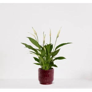 Spathiphyllum in sierpot Jacky Bordeaux Rood - witte kamerplant - luchtzuiverende lepelplant - 35-50cm - ⌀13 - geleverd met plantenpot - vers uit de kwekerij