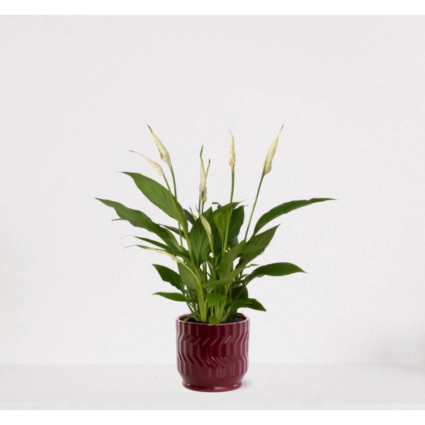 Spathiphyllum in sierpot Jacky Bordeaux Rood - witte kamerplant - luchtzuiverende lepelplant - 35-50cm - ⌀13 - geleverd met plantenpot - vers uit de kwekerij