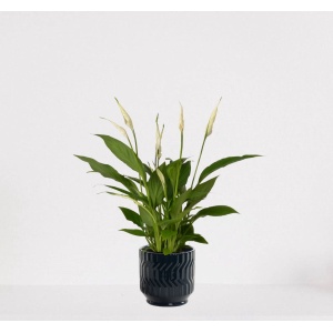Spathiphyllum in sierpot Jacky Donker Blauw - witte kamerplant - luchtzuiverende lepelplant - 35-50cm - ⌀13 - geleverd met plantenpot - vers uit de kwekerij