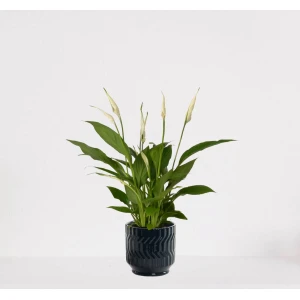 Spathiphyllum in sierpot Jacky Donker Blauw - witte kamerplant - luchtzuiverende lepelplant - 35-50cm - ⌀13 - geleverd met plantenpot - vers uit de kwekerij
