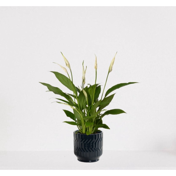 Spathiphyllum in sierpot Jacky Donker Blauw - witte kamerplant - luchtzuiverende lepelplant - 35-50cm - ⌀13 - geleverd met plantenpot - vers uit de kwekerij