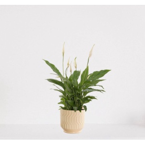 Spathiphyllum in sierpot Jacky Vanille - witte kamerplant - luchtzuiverende lepelplant - 35-50cm - ⌀13 - geleverd met plantenpot - vers uit de kwekerij
