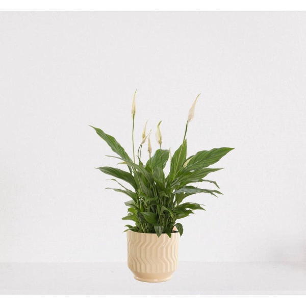 Spathiphyllum in sierpot Jacky Vanille - witte kamerplant - luchtzuiverende lepelplant - 35-50cm - ⌀13 - geleverd met plantenpot - vers uit de kwekerij