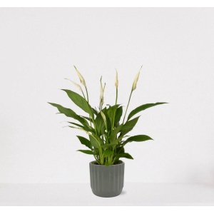 Spathiphyllum in sierpot Liam Grijs - witte kamerplant - luchtzuiverende lepelplant - ↕35-50cm - ⌀13 - geleverd met plantenpot - vers uit de kwekerij