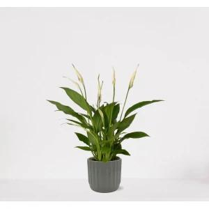 Spathiphyllum in sierpot Liam Grijs - witte kamerplant - luchtzuiverende lepelplant - ↕35-50cm - ⌀13 - geleverd met plantenpot - vers uit de kwekerij