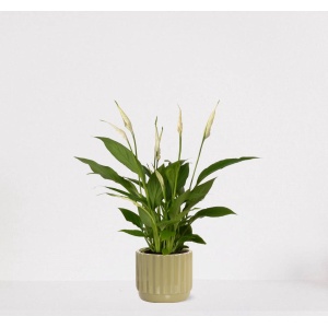 Spathiphyllum in sierpot Liam Groen - witte kamerplant - luchtzuiverende lepelplant - ↕35-50cm - ⌀13 - geleverd met plantenpot - vers uit de kwekerij