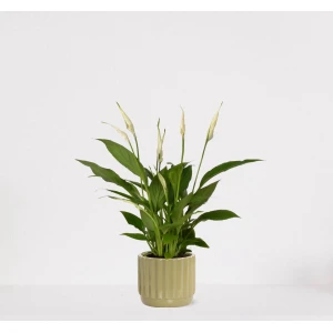 Spathiphyllum in sierpot Liam Groen - witte kamerplant - luchtzuiverende lepelplant - ↕35-50cm - ⌀13 - geleverd met plantenpot - vers uit de kwekerij