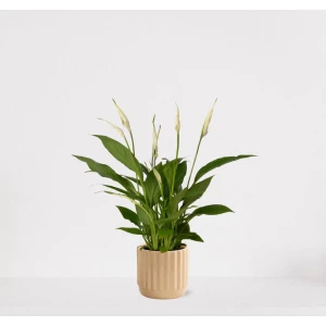 Spathiphyllum in sierpot Liam Vanille - witte kamerplant - luchtzuiverende lepelplant - ↕35-50cm - ⌀13 - geleverd met plantenpot - vers uit de kwekerij
