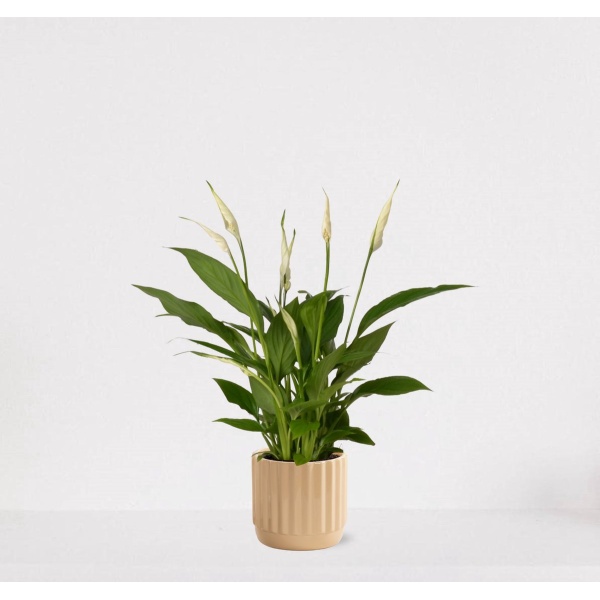 Spathiphyllum in sierpot Liam Vanille - witte kamerplant - luchtzuiverende lepelplant - ↕35-50cm - ⌀13 - geleverd met plantenpot - vers uit de kwekerij