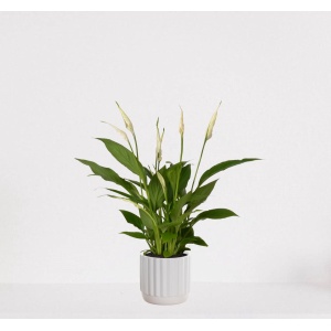 Spathiphyllum in sierpot Liam Wit - witte kamerplant - luchtzuiverende lepelplant - ↕35-50cm - ⌀13 - geleverd met plantenpot - vers uit de kwekerij