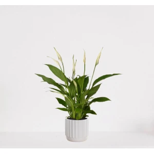 Spathiphyllum in sierpot Liam Wit - witte kamerplant - luchtzuiverende lepelplant - ↕35-50cm - ⌀13 - geleverd met plantenpot - vers uit de kwekerij