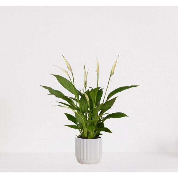 Spathiphyllum in sierpot Liam Wit - witte kamerplant - luchtzuiverende lepelplant - ↕35-50cm - ⌀13 - geleverd met plantenpot - vers uit de kwekerij