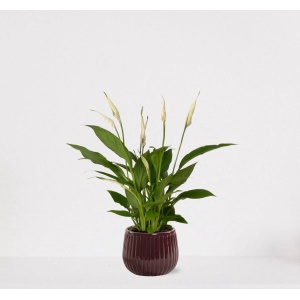 Spathiphyllum in sierpot Livia Bordeaux Rood - witte kamerplant - luchtzuiverende lepelplant - 35-50cm - ⌀15 - geleverd met plantenpot - vers uit de kwekerij