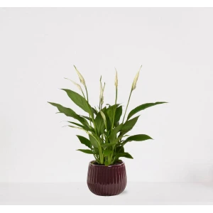 Spathiphyllum in sierpot Livia Bordeaux Rood - witte kamerplant - luchtzuiverende lepelplant - 35-50cm - ⌀15 - geleverd met plantenpot - vers uit de kwekerij
