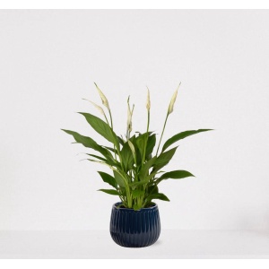 Spathiphyllum in sierpot Livia Donker Blauw - witte kamerplant - luchtzuiverende lepelplant - 60-75cm - ⌀15 - geleverd met plantenpot - vers uit de kwekerij