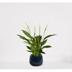Spathiphyllum in sierpot Livia Donker Blauw - witte kamerplant - luchtzuiverende lepelplant - 60-75cm - ⌀15 - geleverd met plantenpot - vers uit de kwekerij