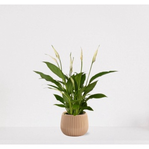 Spathiphyllum in sierpot Livia Vanille - witte kamerplant - luchtzuiverende lepelplant - 60-75cm - ⌀15 - geleverd met plantenpot - vers uit de kwekerij