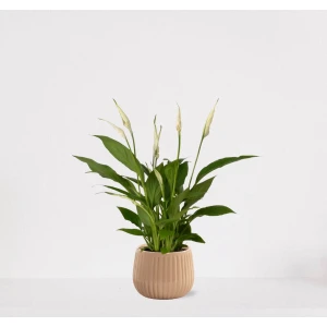 Spathiphyllum in sierpot Livia Vanille - witte kamerplant - luchtzuiverende lepelplant - 60-75cm - ⌀15 - geleverd met plantenpot - vers uit de kwekerij