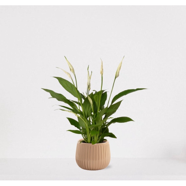Spathiphyllum in sierpot Livia Vanille - witte kamerplant - luchtzuiverende lepelplant - 60-75cm - ⌀15 - geleverd met plantenpot - vers uit de kwekerij