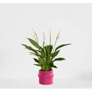 Spathiphyllum in sierpot Madelon Donkerroze - witte kamerplant - luchtzuiverende lepelplant - ↕35-50cm - ⌀13 - geleverd met plantenpot - vers uit de kwekerij