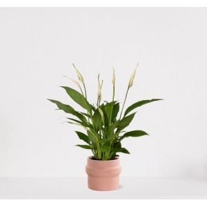 Spathiphyllum in sierpot Madelon Lichtroze - witte kamerplant - luchtzuiverende lepelplant - ↕35-50cm - ⌀13 - geleverd met plantenpot - vers uit de kwekerij