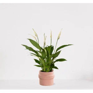 Spathiphyllum in sierpot Madelon Lichtroze - witte kamerplant - luchtzuiverende lepelplant - ↕35-50cm - ⌀13 - geleverd met plantenpot - vers uit de kwekerij