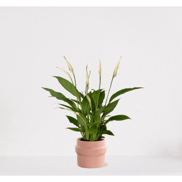 Spathiphyllum in sierpot Madelon Lichtroze - witte kamerplant - luchtzuiverende lepelplant - ↕35-50cm - ⌀13 - geleverd met plantenpot - vers uit de kwekerij
