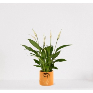 Spathiphyllum in sierpot Molly Geel - witte kamerplant - luchtzuiverende lepelplant - ↕35-50cm - ⌀13 - geleverd met plantenpot - vers uit de kwekerij