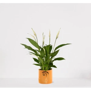 Spathiphyllum in sierpot Molly Geel - witte kamerplant - luchtzuiverende lepelplant - ↕35-50cm - ⌀13 - geleverd met plantenpot - vers uit de kwekerij