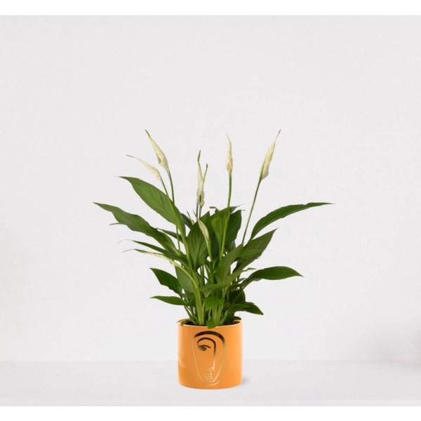 Spathiphyllum in sierpot Molly Geel - witte kamerplant - luchtzuiverende lepelplant - ↕35-50cm - ⌀13 - geleverd met plantenpot - vers uit de kwekerij