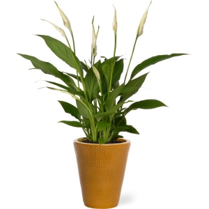 Spathiphyllum kamerplant in sierpot Elma - Goud - Luchtzuiverende Lepelplant - 35-50cm - ⌀13 - Met keramieken bloempot - vers uit de kwekerij