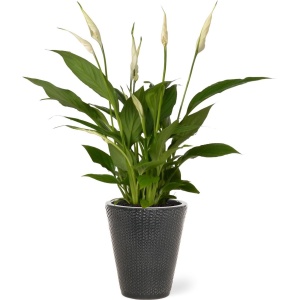 Spathiphyllum kamerplant in sierpot Elma - Grijs - Luchtzuiverende Lepelplant - 35-50cm - ⌀13 - Met keramieken bloempot - vers uit de kwekerij
