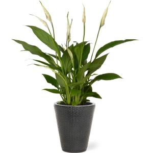 Spathiphyllum kamerplant in sierpot Elma - Grijs - Luchtzuiverende Lepelplant - 35-50cm - ⌀13 - Met keramieken bloempot - vers uit de kwekerij