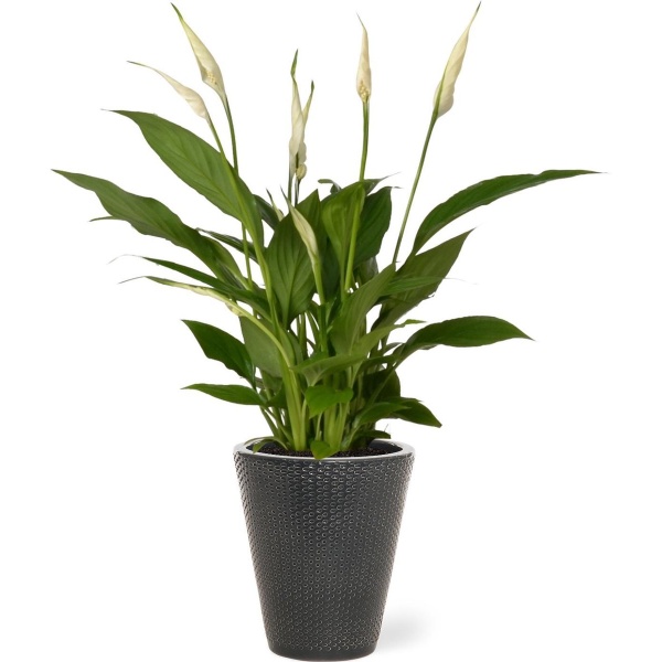 Spathiphyllum kamerplant in sierpot Elma - Grijs - Luchtzuiverende Lepelplant - 35-50cm - ⌀13 - Met keramieken bloempot - vers uit de kwekerij