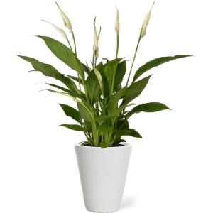 Spathiphyllum kamerplant in sierpot Elma - Wit - Luchtzuiverende Lepelplant - 35-50cm - ⌀13 - Met keramieken bloempot - vers uit de kwekerij