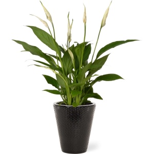 Spathiphyllum kamerplant in sierpot Elma - Zwart - Luchtzuiverende Lepelplant - 35-50cm - ⌀13 - Met keramieken bloempot - vers uit de kwekerij