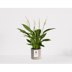 Spathiphyllum kamerplant in sierpot Very Potter 'Potverdorie bedankt zeg' - Beige - Luchtzuiverende Lepelplant - 35-50cm - ⌀13 - Met keramieken bloempot - vers uit de kwekerij - uniek cadeau