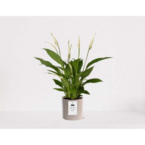 Spathiphyllum kamerplant in sierpot Very Potter 'Potverdorie bedankt zeg' - Beige - Luchtzuiverende Lepelplant - 35-50cm - ⌀13 - Met keramieken bloempot - vers uit de kwekerij - uniek cadeau