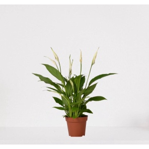 Spathiphyllum - witte kamerplant - luchtzuiverende lepelplant - ↕35-50cm - ⌀12 - in kwekerspot - vers uit de kwekerij
